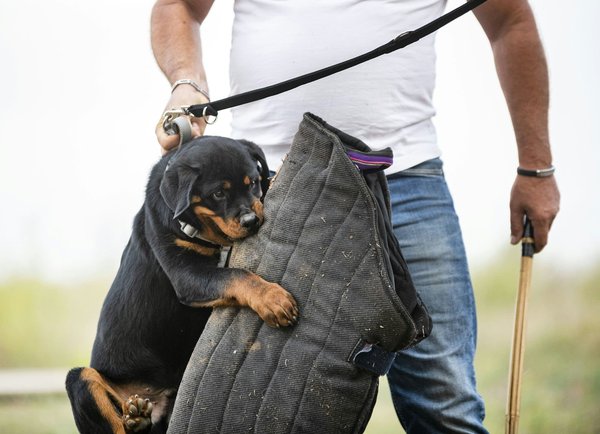 Quels sont les meilleurs outils de reconnaissance faciale pour les applications de sécurité ?